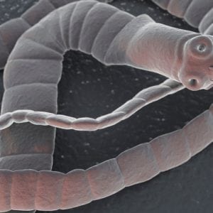 Фото паразиты в организме человека симптомы и лечение народными средствами