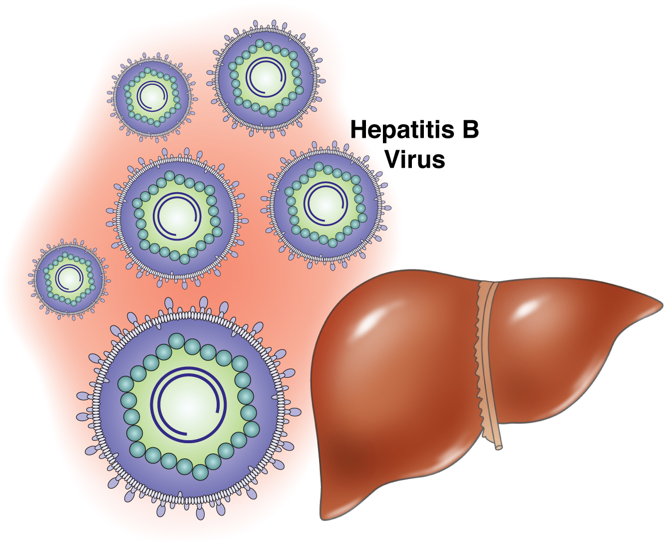 Что такое гепатит б у человека