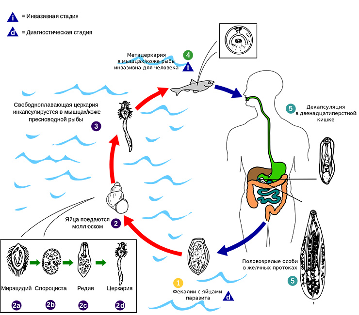 opisthorchis life cycle 01